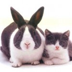 Identical Rabbit And Kitten