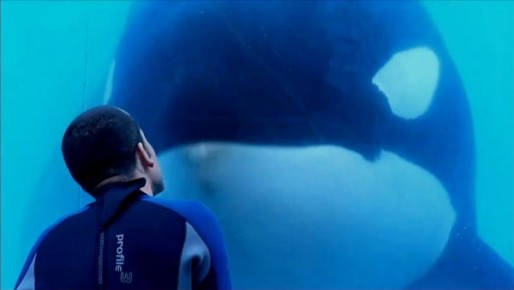 Blackfish Movie Shot