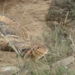 The owl that Henry stumbled upon as we hiked up toward our first fossil site