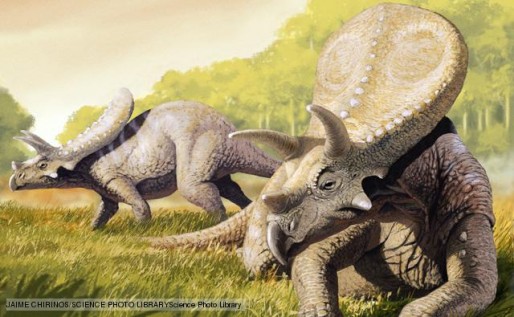 Torosaurus dinosaur, artwork