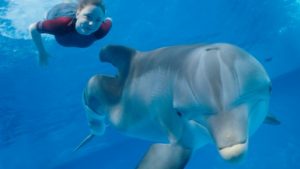 Dolphin Tale 2 Movie Shot