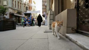 Kedi Review Kedi Movie Shot