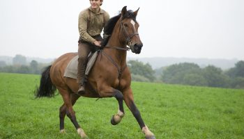 War Horse Movie Shot